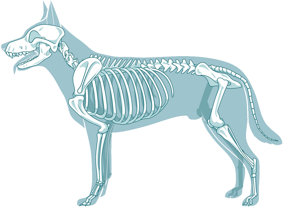 Orthopedics and veterinary traumatology